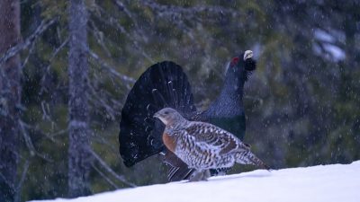 phoca_thumb_l_Spillende_tiur_og_røy_snødrev_Teglsteinbekken_01_21_web