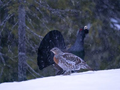 phoca_thumb_l_Spillende_tiur_og_røy_snødrev_Teglsteinbekken_01_21_web
