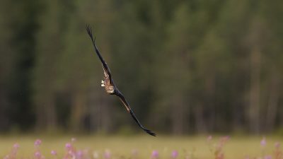 phoca_thumb_l_Svartglente_i_stup