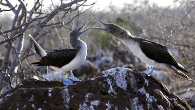 phoca_thumb_l_TS4660