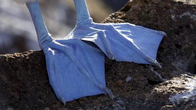 phoca_thumb_l_TS4661