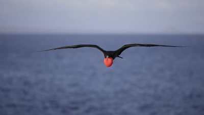 phoca_thumb_l_TS4663