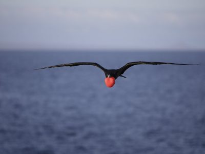 phoca_thumb_l_TS4663