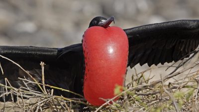 phoca_thumb_l_TS4665