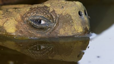 phoca_thumb_l_TS4674