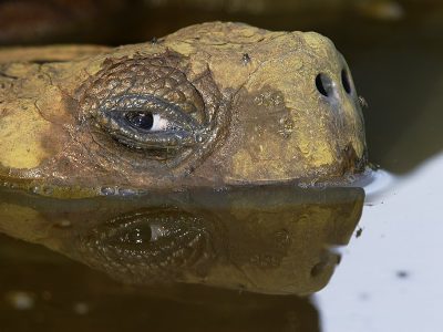 phoca_thumb_l_TS4674