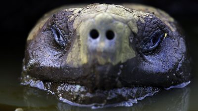 phoca_thumb_l_TS4677