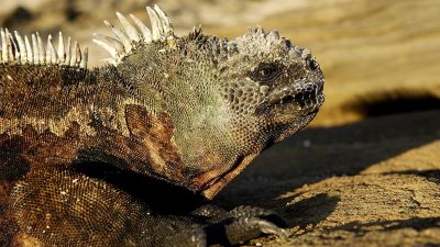 phoca_thumb_l_TS4684