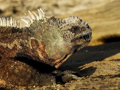 phoca_thumb_l_TS4684