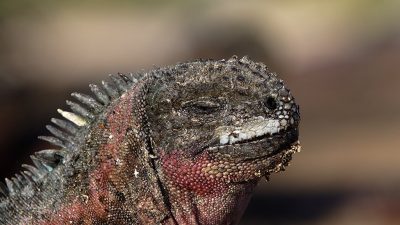 phoca_thumb_l_TS4688