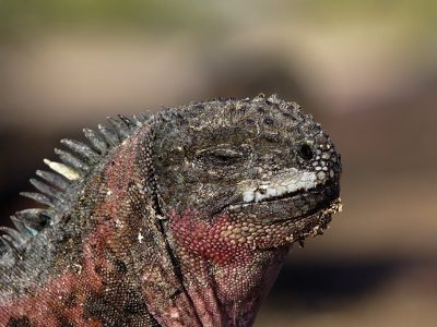 phoca_thumb_l_TS4688