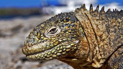 phoca_thumb_l_TS4694