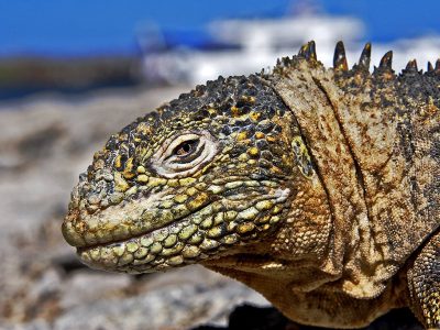 phoca_thumb_l_TS4694