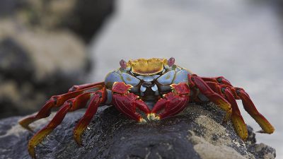 phoca_thumb_l_TS5001