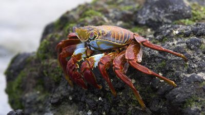 phoca_thumb_l_TS5002