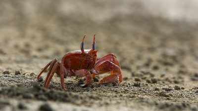 phoca_thumb_l_TS5004