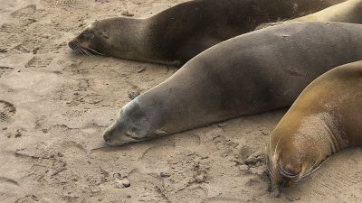 phoca_thumb_l_TS5006