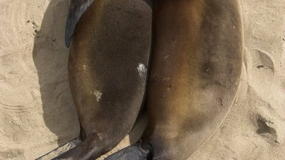 phoca_thumb_l_TS5007