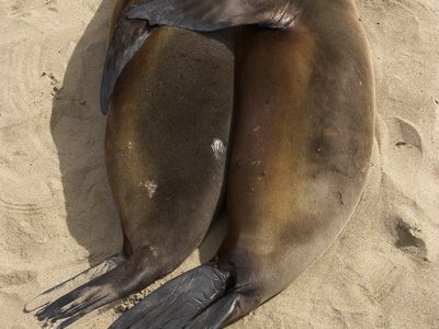 phoca_thumb_l_TS5007