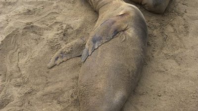 phoca_thumb_l_TS5011