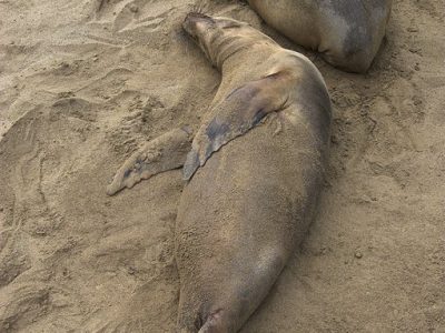 phoca_thumb_l_TS5011