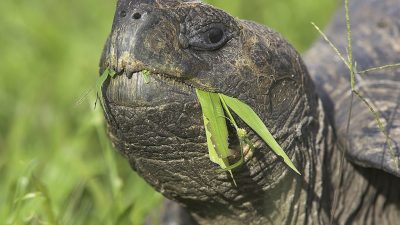 phoca_thumb_l_TS5014