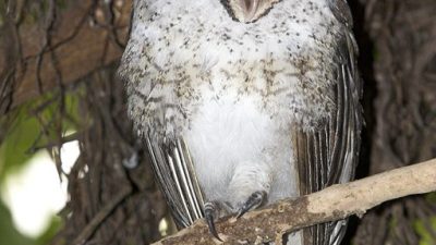 phoca_thumb_l_TS5015