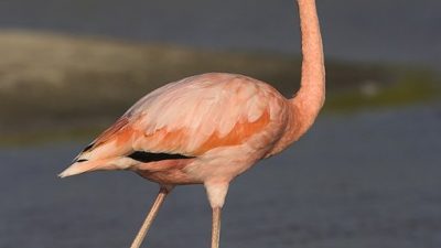 phoca_thumb_l_TS5016