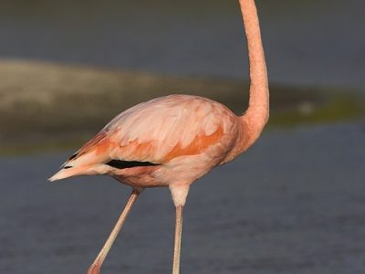 phoca_thumb_l_TS5016