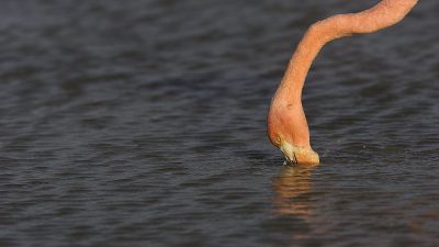 phoca_thumb_l_TS5019