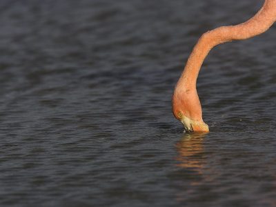 phoca_thumb_l_TS5019