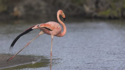 phoca_thumb_l_TS5021