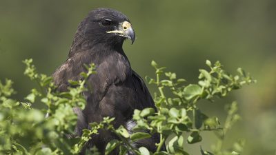 phoca_thumb_l_TS5023