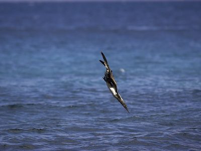 phoca_thumb_l_TS5027