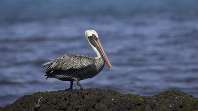 phoca_thumb_l_TS5028