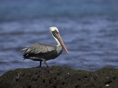 phoca_thumb_l_TS5028