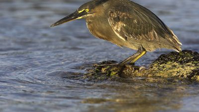 phoca_thumb_l_TS5033