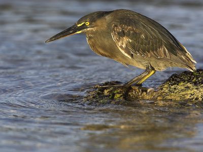 phoca_thumb_l_TS5033