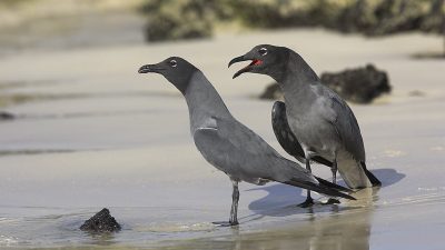 phoca_thumb_l_TS5035