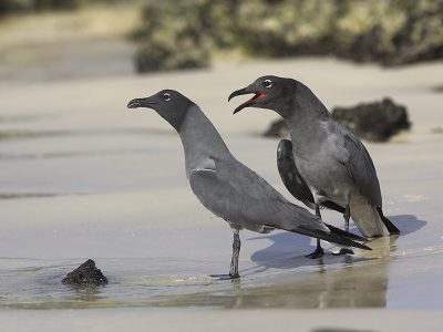 phoca_thumb_l_TS5035