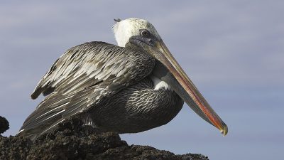 phoca_thumb_l_TS5036