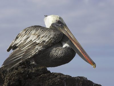 phoca_thumb_l_TS5036