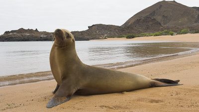 phoca_thumb_l_TS5041