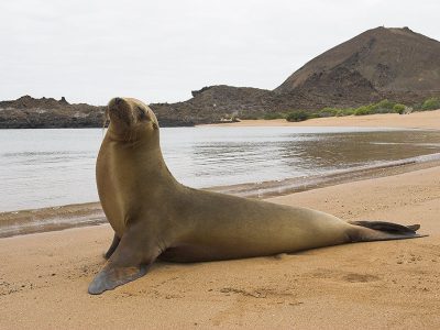 phoca_thumb_l_TS5041