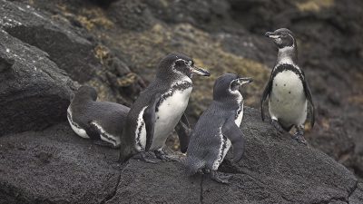 phoca_thumb_l_TS5049