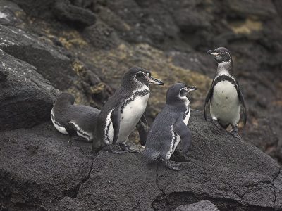 phoca_thumb_l_TS5049