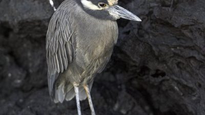 phoca_thumb_l_TS5053