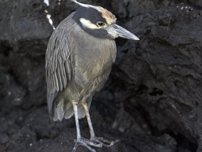 phoca_thumb_l_TS5053