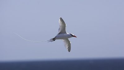 phoca_thumb_l_TS5056