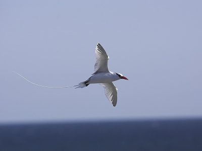 phoca_thumb_l_TS5056